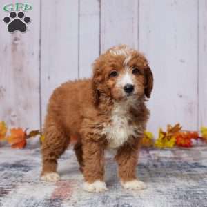 Archie, Mini Goldendoodle Puppy